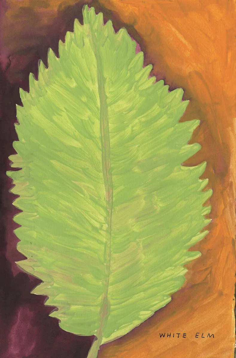 The Native Trees of Canada - Image 4