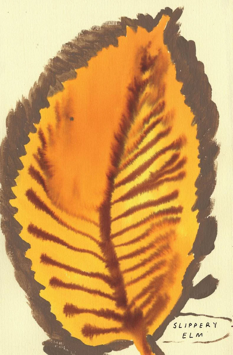 The Native Trees of Canada - Image 5