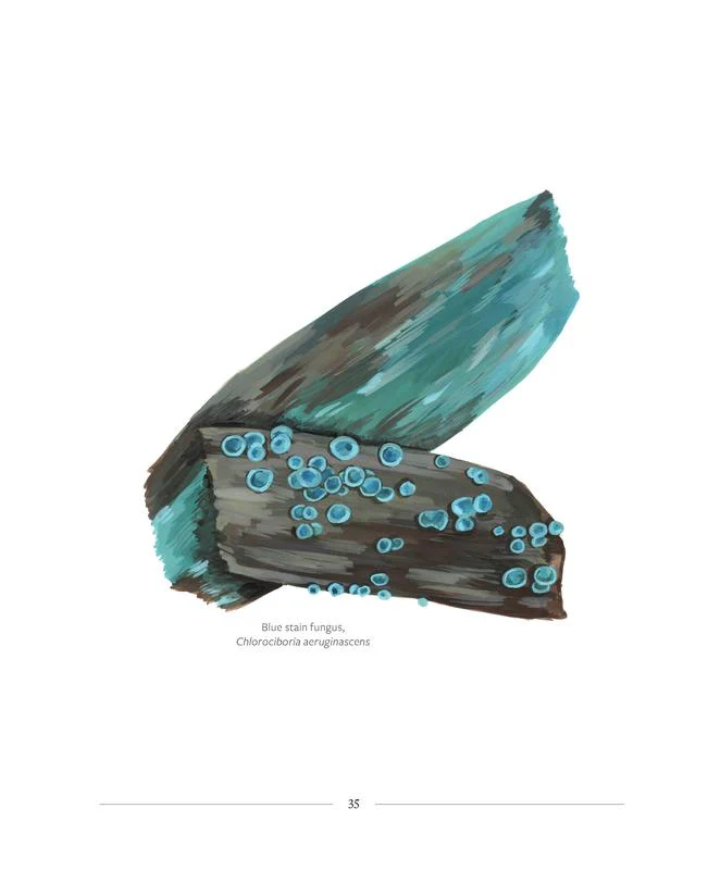 Mushrooming - Image 10